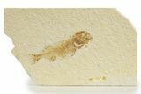 Juvenile Phareodus Fish Fossil - Scarce Species #340809-1
